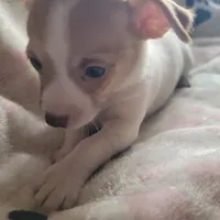 Carlisle, a male Chihuahua for sale in Spring Run, PA – Photo 6 of 7