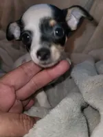 Girl puppy, a female Chihuahua for sale in Spring Run, PA – 4 of 4