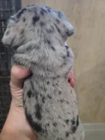 Blue moon, a male Chihuahua for sale in Spring Run, PA – Photo 3 of 4