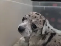 Blue moon, a male Chihuahua for sale in Spring Run, PA – Photo 2 of 4