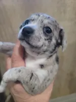 Blue moon, a male Chihuahua for sale in Spring Run, PA – Photo 4 of 4