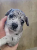 Blue moon, a male Chihuahua for sale in Spring Run, PA – Photo 1 of 4