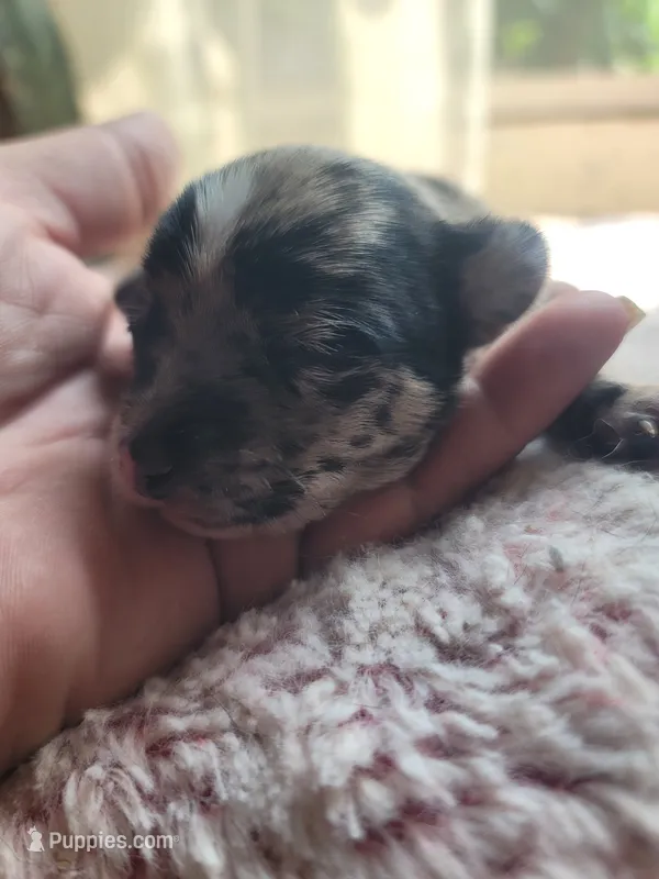 Puppy C – Chihuahua puppy for sale in Spring Run, PA