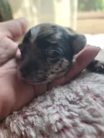 Puppy C, a male Chihuahua for sale in Spring Run, PA – 1 of 1