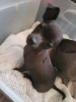 Tiny boy, a male Chihuahua for sale in Spring Run, PA – Photo 1 of 4