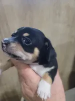 Sunshine, a female Chihuahua for sale in Spring Run, PA – Photo 2 of 2