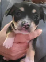 Sunshine, a female Chihuahua for sale in Spring Run, PA – Photo 1 of 2