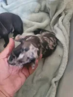 Puppy C, a male Chihuahua for sale in Spring Run, PA – 3 of 3