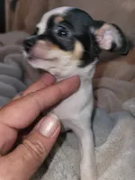 Girl puppy, a female Chihuahua for sale in Spring Run, PA – 2 of 4