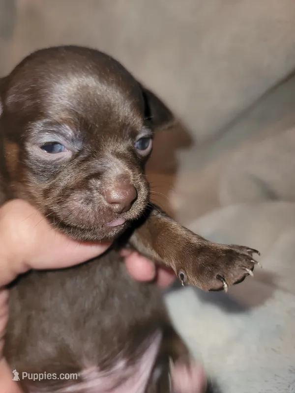 Chocolate female  – Chihuahua puppy for sale in Spring Run, PA