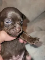 Chocolate female , a female Chihuahua for sale in Spring Run, PA – 1 of 1