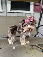 Mama, a female Yorkshire Terrier for sale in Houston, TX – 2 of 6