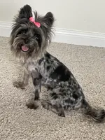 Dior, a female Yorkshire Terrier for sale in Houston, TX – 4 of 5