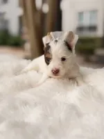 Dove, a female Yorkshire Terrier for sale in Houston, TX – 9 of 10