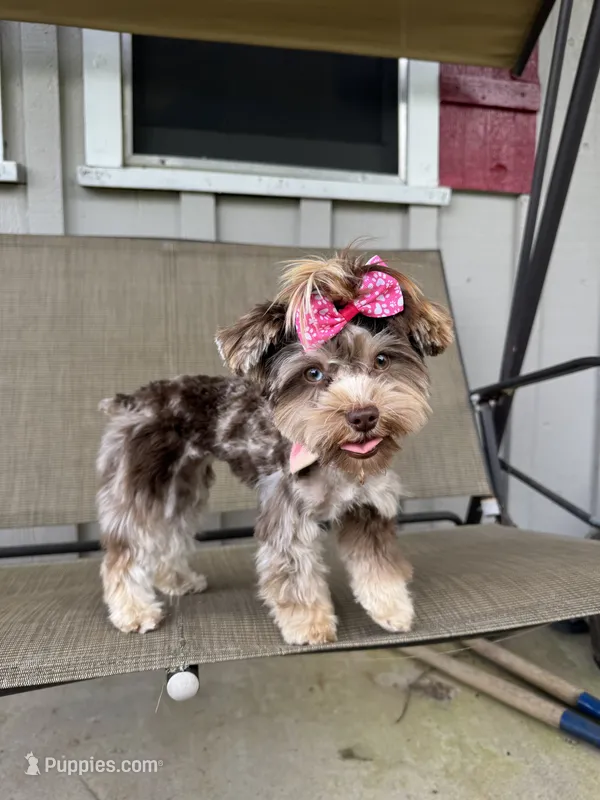 Mama – Yorkshire Terrier puppy for sale in Houston, TX