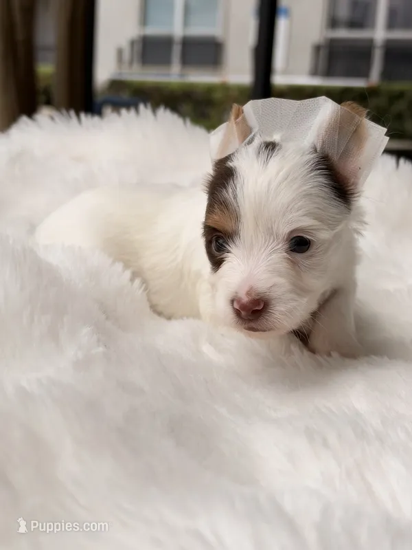 Dove – Yorkshire Terrier puppy for sale in Houston, TX