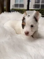 Dove, a female Yorkshire Terrier for sale in Houston, TX – 1 of 10
