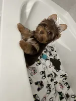 Charlie, a male Yorkshire Terrier for sale in Houston, TX – 2 of 3