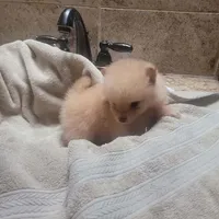 Brunette , a female Pomeranian for sale in Houston, TX – Photo 3 of 5