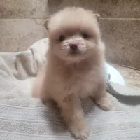 Brunette , a female Pomeranian for sale in Houston, TX – Photo 4 of 5