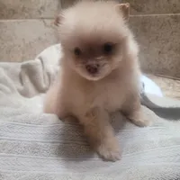 Brunette , a female Pomeranian for sale in Houston, TX – Photo 5 of 5