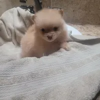 Brunette , a female Pomeranian for sale in Houston, TX – Photo 2 of 5