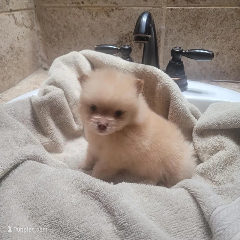 Brunette  – Pomeranian puppy for sale in Houston, TX