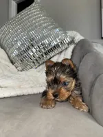 Cruz , a male Yorkshire Terrier for sale in Houston, TX – Photo 5 of 6