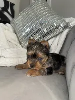 Cruz , a male Yorkshire Terrier for sale in Houston, TX – Photo 3 of 6
