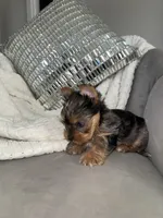 Cruz , a male Yorkshire Terrier for sale in Houston, TX – Photo 6 of 6