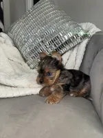 Cruz , a male Yorkshire Terrier for sale in Houston, TX – Photo 1 of 6