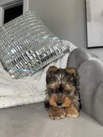 Cruz , a male Yorkshire Terrier for sale in Houston, TX – Photo 4 of 6