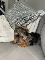 Cruz , a male Yorkshire Terrier for sale in Houston, TX – Photo 2 of 6