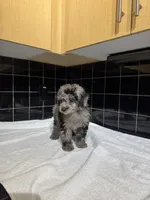 Cali, a male Poodle - Toy  for sale in Houston, TX – 2 of 9
