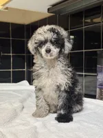 Denver, a female Poodle - Toy  for sale in Houston, TX – 6 of 10