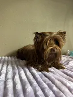 Cinnamon , a female Yorkshire Terrier for sale in Houston, TX – 6 of 6
