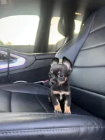 Julia, a female Chihuahua for sale in Houston, TX – Photo 2 of 3