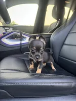 Julia, a female Chihuahua for sale in Houston, TX – Photo 3 of 3