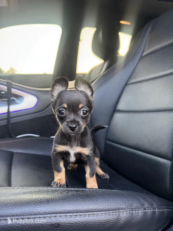 Julia – Chihuahua puppy for sale in Houston, TX