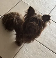Cinnamon , a female Yorkshire Terrier for sale in Houston, TX – 3 of 6