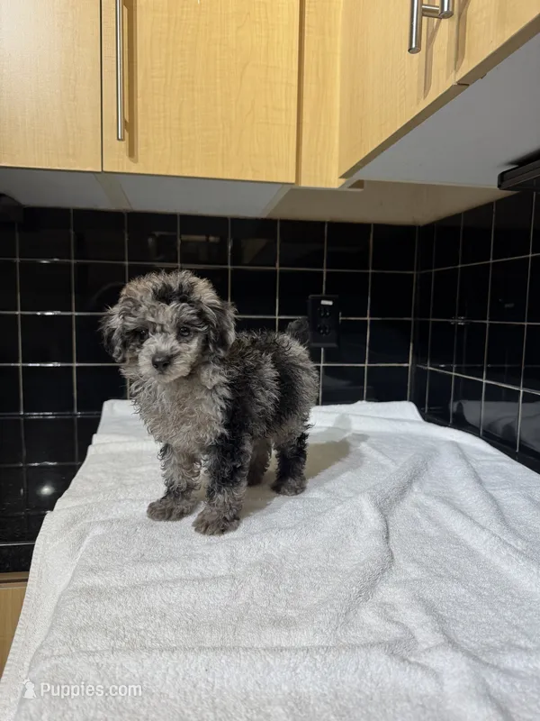 Cali – Poodle - Toy  puppy for sale in Houston, TX