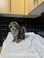 Cali, a male Poodle - Toy  for sale in Houston, TX – 1 of 9