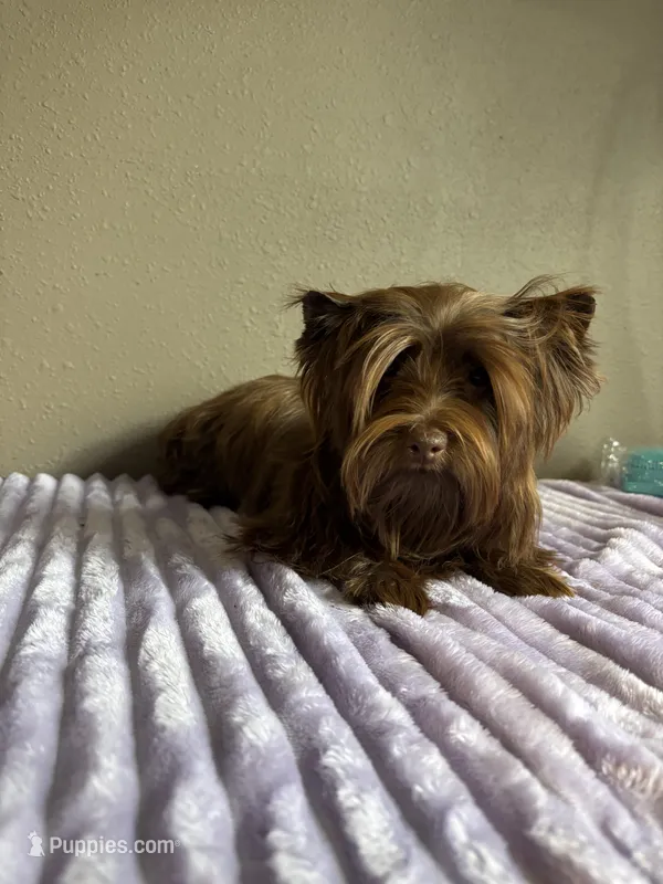Cinnamon  – Yorkshire Terrier puppy for sale in Houston, TX