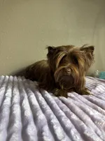 Cinnamon , a female Yorkshire Terrier for sale in Houston, TX – 1 of 6