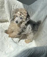Porche , a male Poodle - Toy  for sale in Houston, TX – 3 of 6