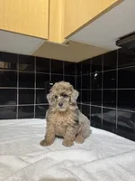 Texas, a male Poodle - Toy  for sale in Houston, TX – 4 of 9