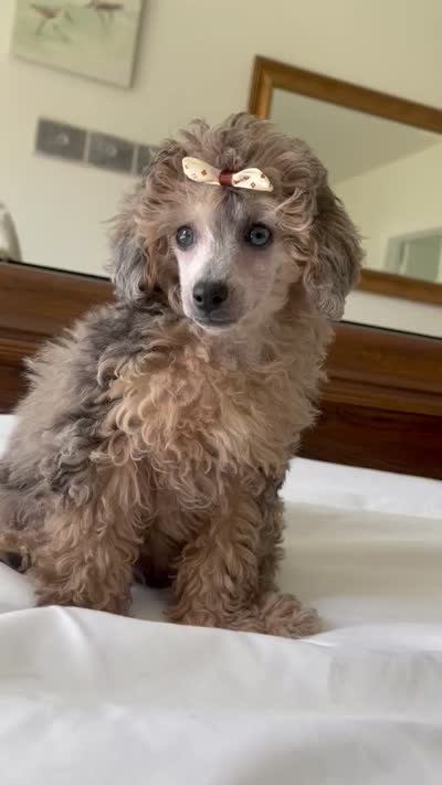 Porche , a male Poodle - Toy  for sale in Houston, TX – 6 of 6