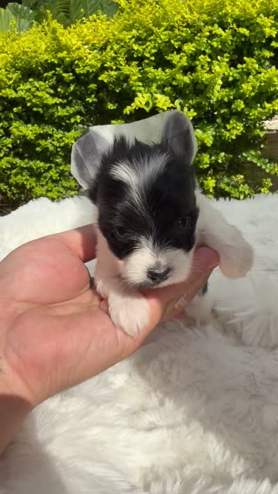 Gia, a female Yorkshire Terrier for sale in Houston, TX – 3 of 3