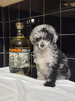 Denver, a female Poodle - Toy  for sale in Houston, TX – 4 of 10