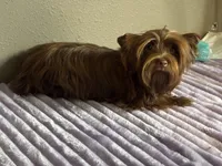 Cinnamon , a female Yorkshire Terrier for sale in Houston, TX – 5 of 6
